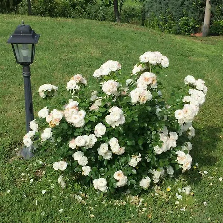 Villetta le Rose Tavullia Esterno foto